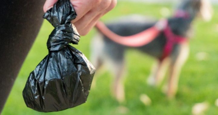 doggiebag