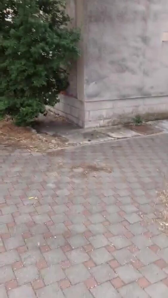 3668655616764288-screenshot