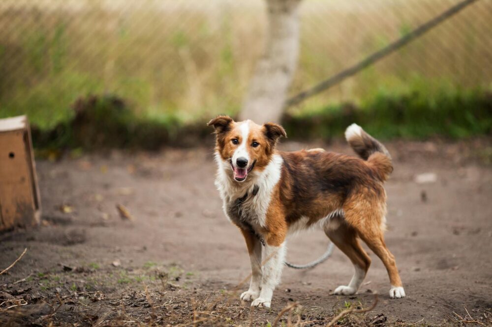 border collie outdoor near brown wooden dog house