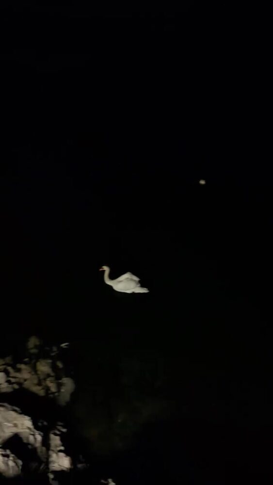 2156191545136314-screenshot