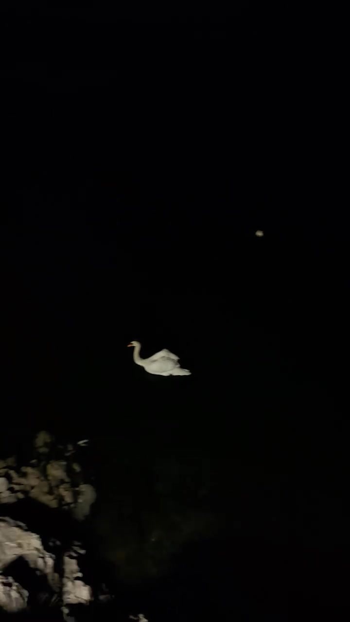 2156191545136314-screenshot